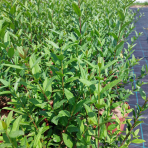 Vtáčí zob obyčajný (Ligustrum Vulgare) ´ATROVIRENS´ - výška 40-60 cm, kont. C2L